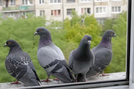 Gołębie zawłaszczyły Twój parapet? Oto sprawdzony sposób na ptaki, które brudzą odchodami
