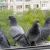 Gołębie zawłaszczyły Twój parapet? Oto sprawdzony sposób na ptaki, które brudzą odchodami